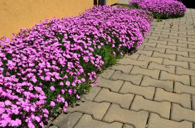 Improve the Look and Value of Your Property with Pavers Repair!